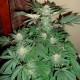 Auto AK feminised Ganja Seeds - 7 насінин