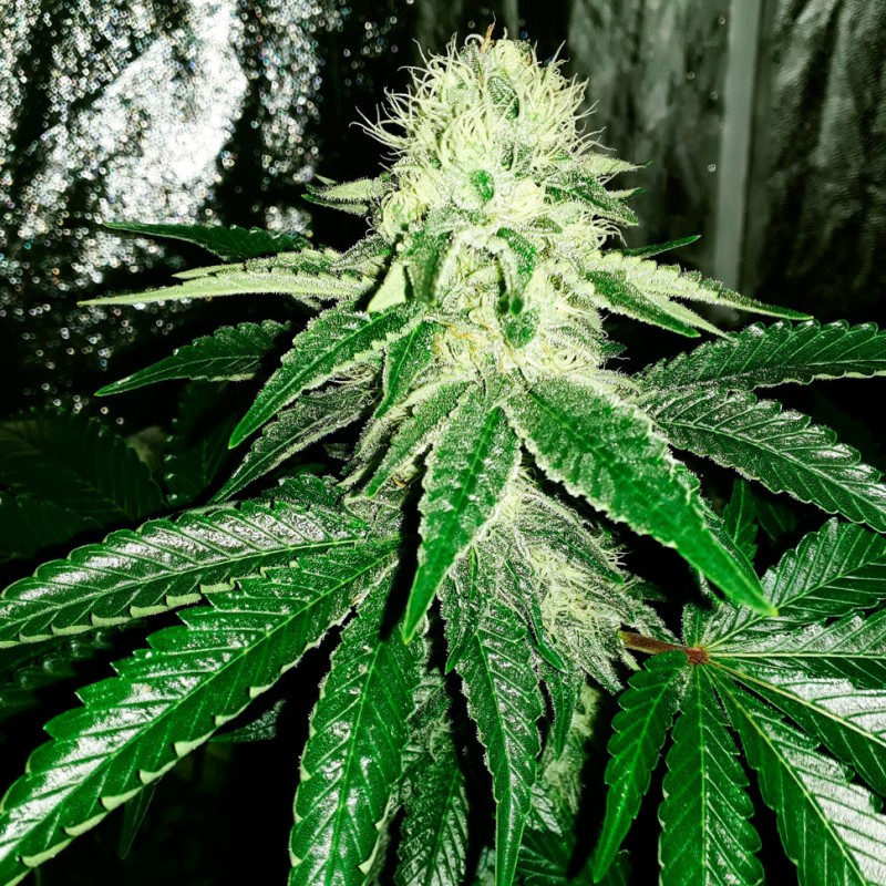 Auto AK feminised Ganja Seeds - 7 насінин