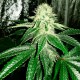 Auto AK feminised Ganja Seeds - 7 насінин