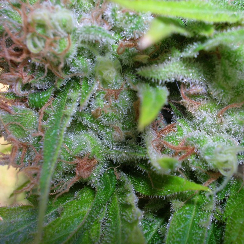 Auto Haze CBD feminised GanjaLiveSeeds