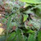 Auto Haze CBD feminised GanjaLiveSeeds