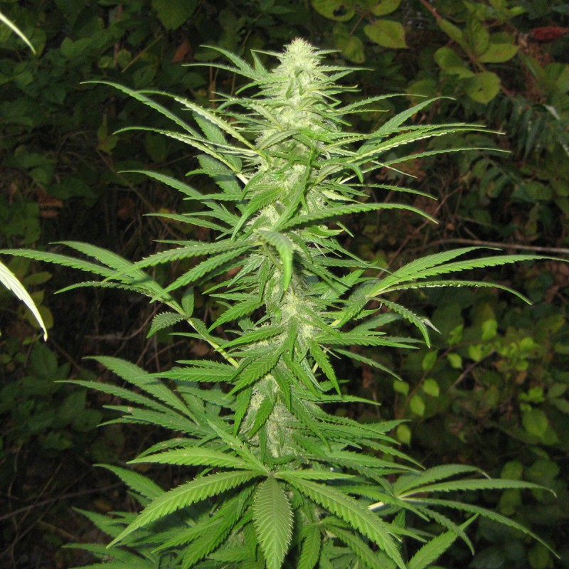Afghan Haze feminised Ganja Seeds