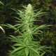 Afghan Haze feminised Ganja Seeds