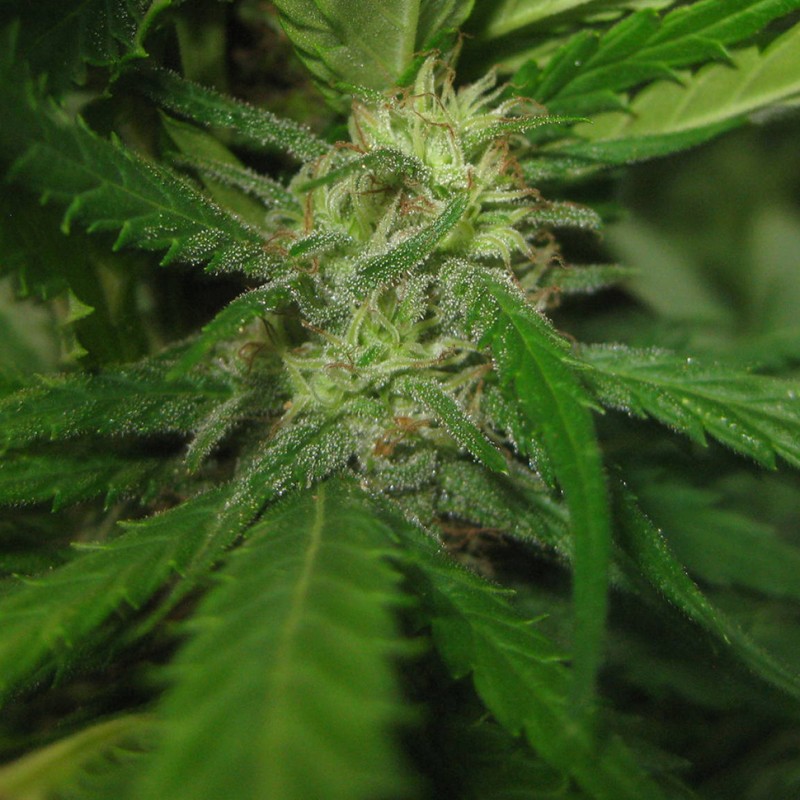 Afghan Haze feminised Ganja Seeds