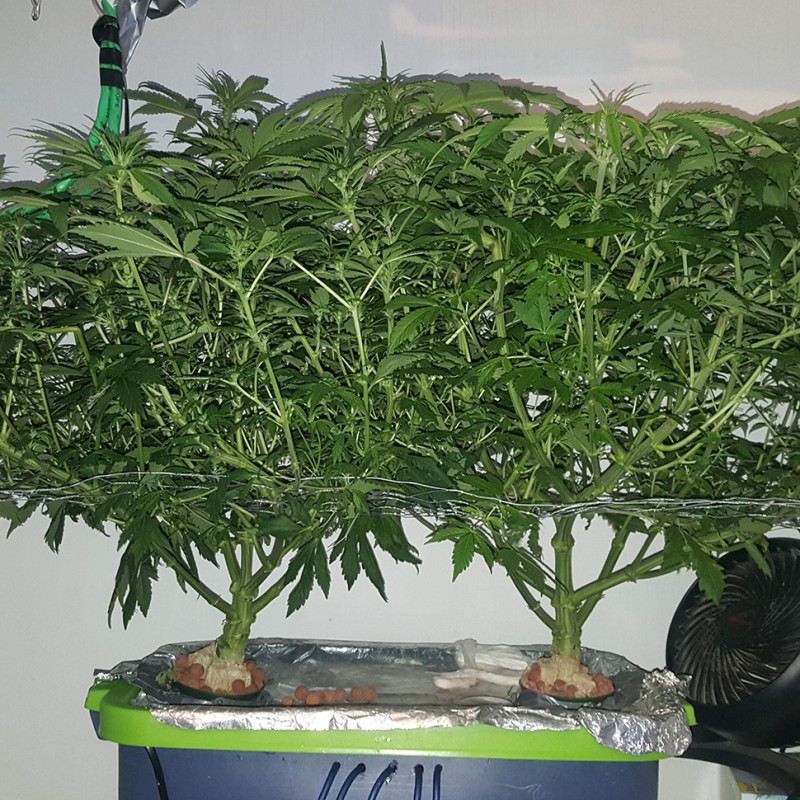 Afghan Haze feminised Ganja Seeds