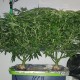 Afghan Haze feminised Ganja Seeds