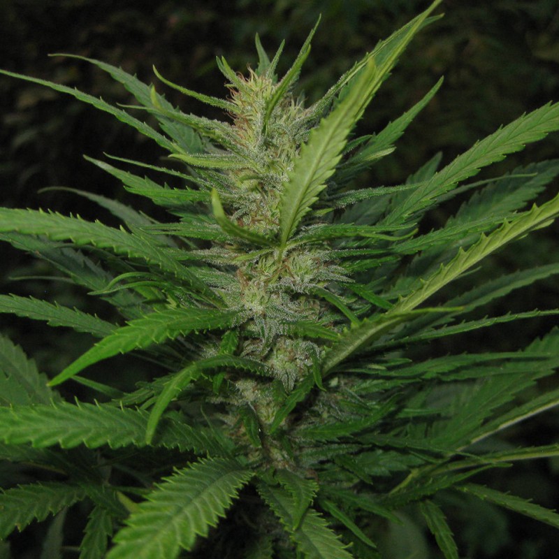 Afghan Haze feminised Ganja Seeds