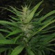 Afghan Haze feminised Ganja Seeds