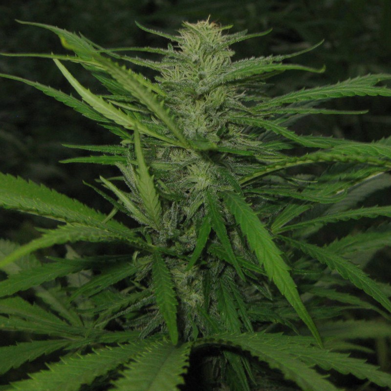 Afghan Haze feminised Ganja Seeds