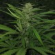 Afghan Haze feminised Ganja Seeds