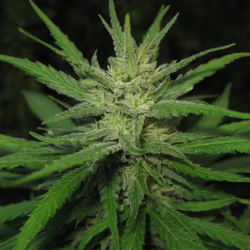 Afghan Haze feminised Ganja Seeds