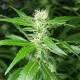Afghan Haze feminised Ganja Seeds