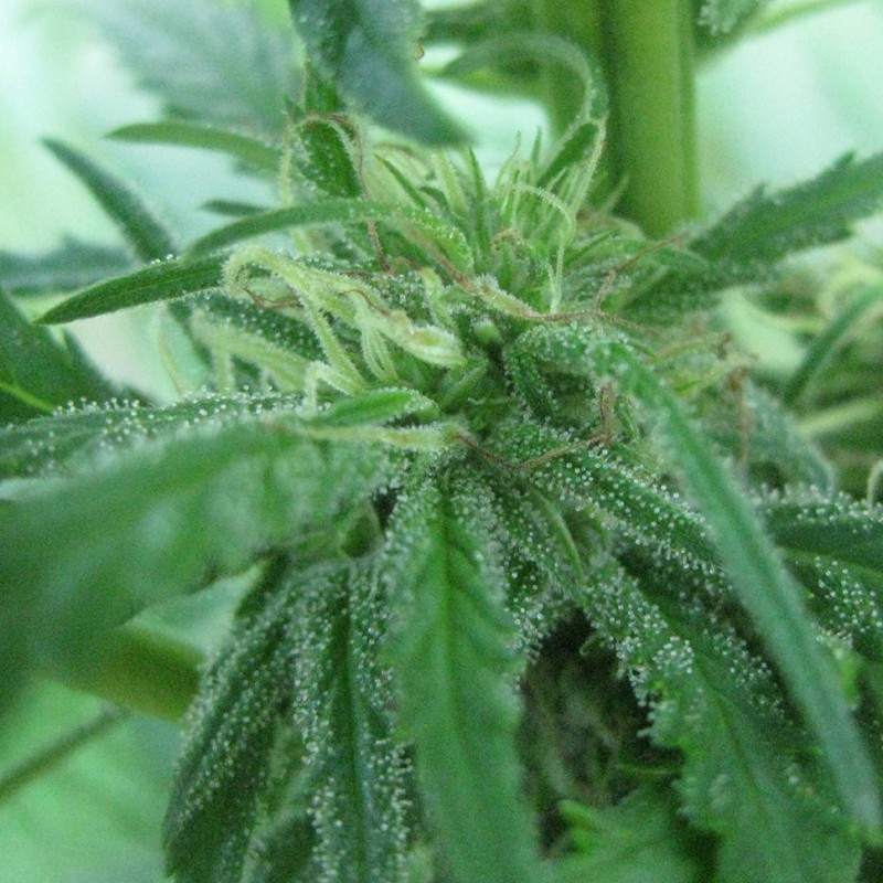 Afghan Haze feminised Ganja Seeds