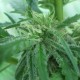 Afghan Haze feminised Ganja Seeds