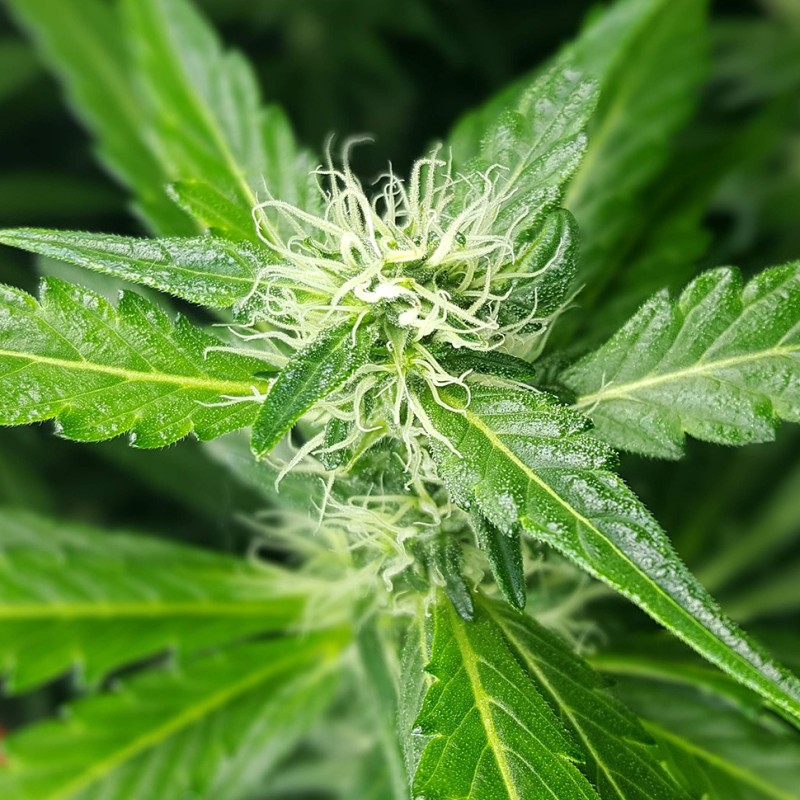 Afghan Haze feminised Ganja Seeds