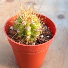 Trichocereus candicans