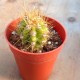 Trichocereus candicans
