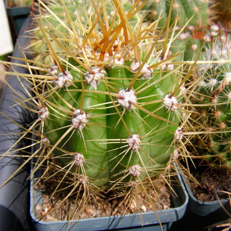 Trichocereus candicans