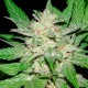 Auto Royal Haze feminised Ganja Seeds - 777 насінин