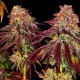 Mimosa feminised Ganja Seeds - 2 насінини
