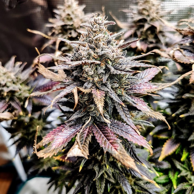 Mimosa feminised Ganja Seeds - 2 насінини