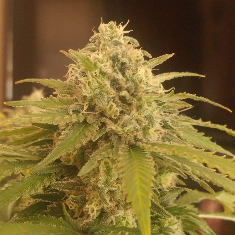 Afghan feminised Ganja Seeds - 2 насінини