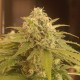 Afghan feminised Ganja Seeds - 2 насінини