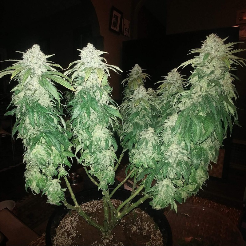 Afghan feminised Ganja Seeds - 2 насінини
