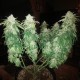 Afghan feminised Ganja Seeds - 2 насінини