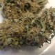 Afghan feminised Ganja Seeds - 2 насінини
