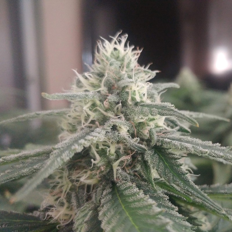 Afghan feminised Ganja Seeds - 2 насінини