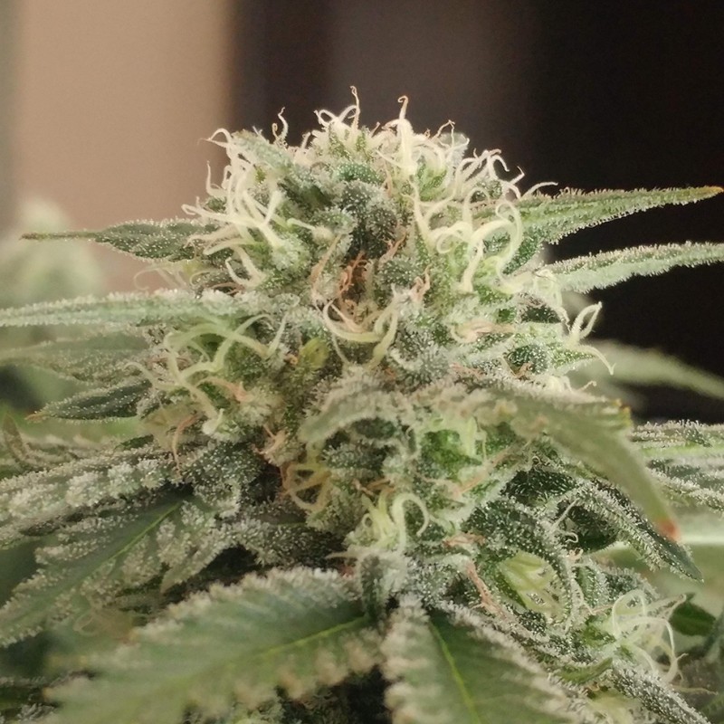 Afghan feminised Ganja Seeds - 2 насінини
