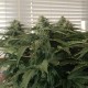Afghan feminised Ganja Seeds - 2 насінини
