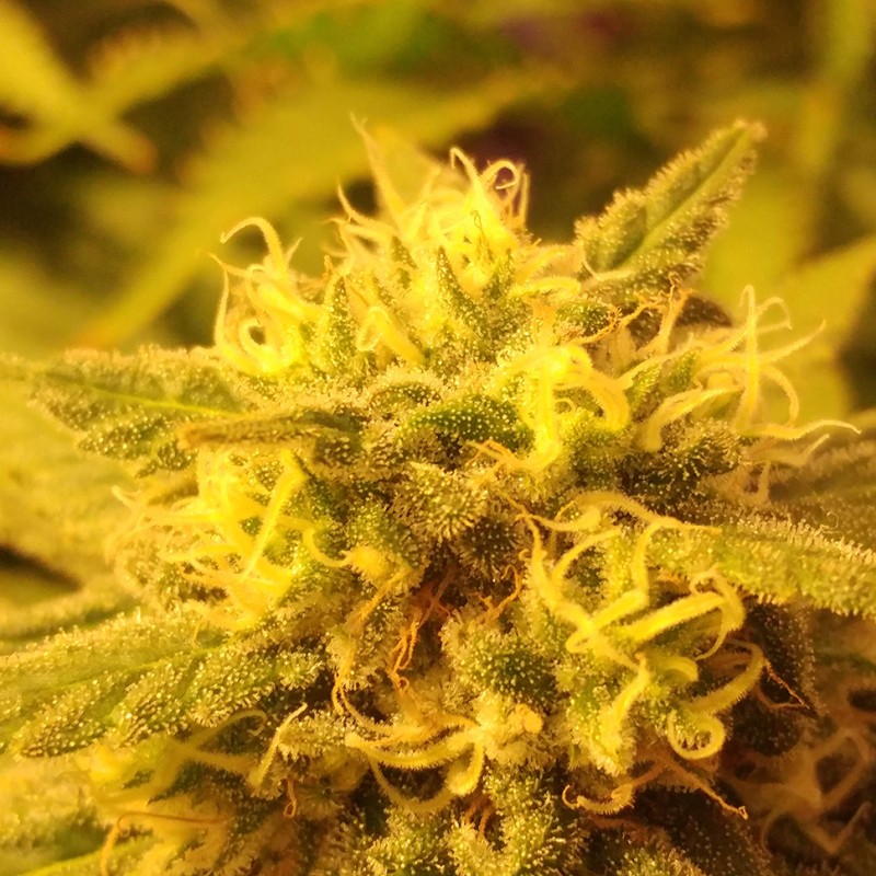 Afghan feminised Ganja Seeds - 2 насінини