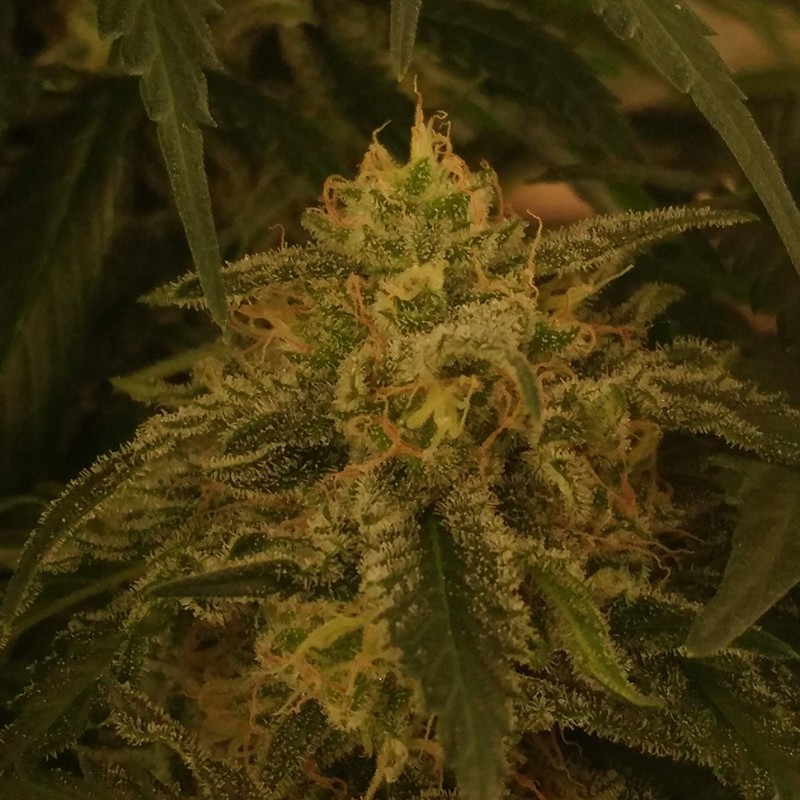 Afghan feminised Ganja Seeds - 2 насінини