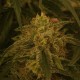 Afghan feminised Ganja Seeds - 2 насінини