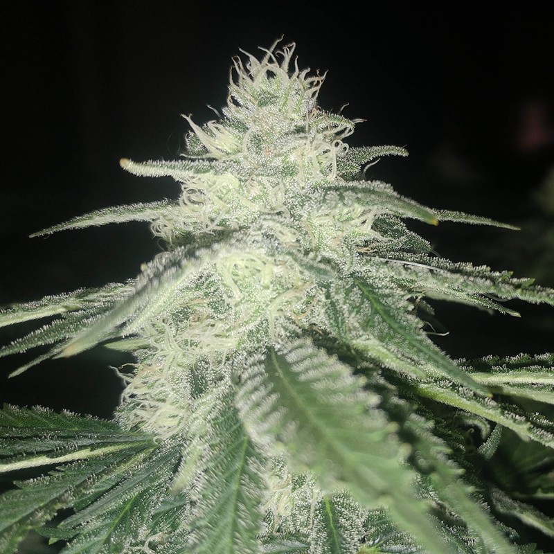 Afghan feminised Ganja Seeds - 2 насінини