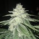 Afghan feminised Ganja Seeds - 2 насінини