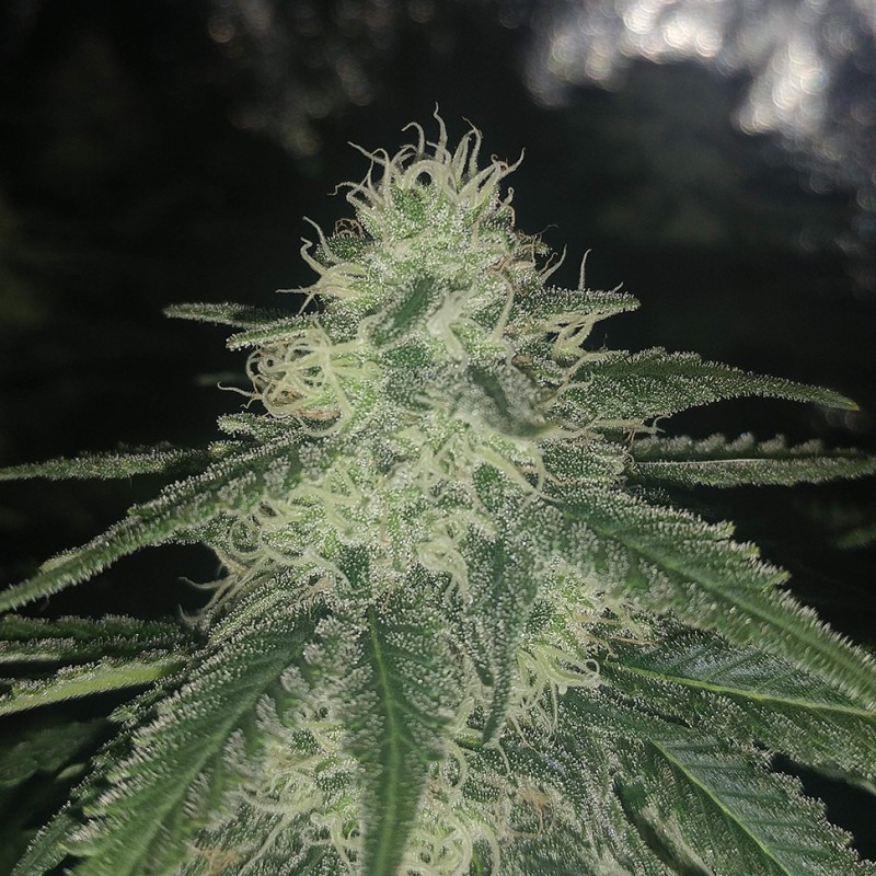 Afghan feminised Ganja Seeds - 2 насінини