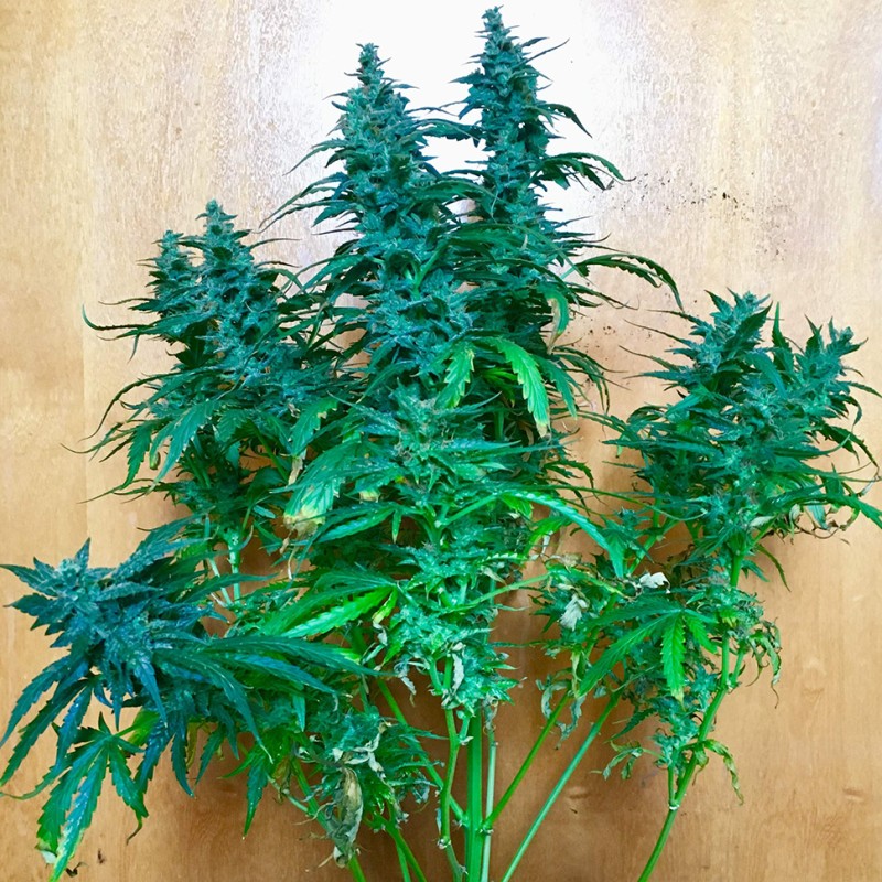 Auto Jack feminised Ganja Seeds - 2 насінини
