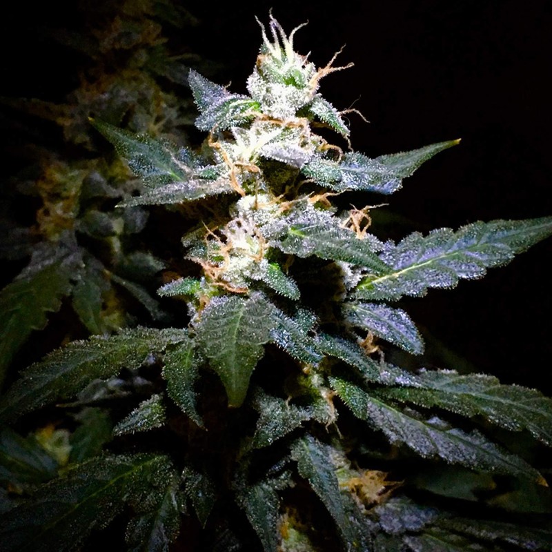 Auto Jack feminised Ganja Seeds - 2 насінини