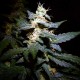 Auto Jack feminised Ganja Seeds - 2 насінини