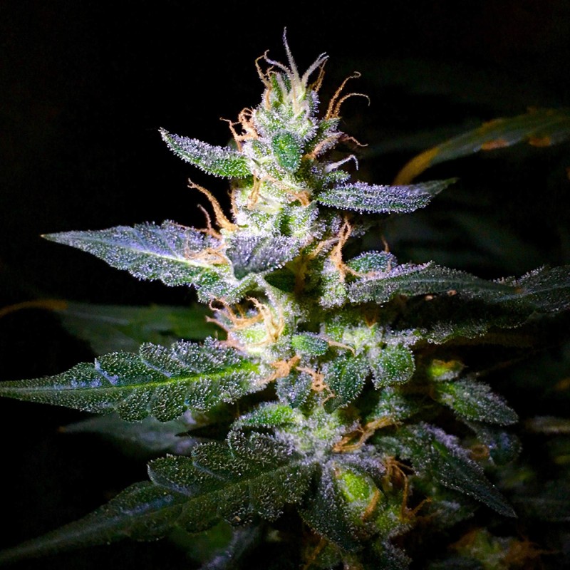 Auto Jack feminised Ganja Seeds - 2 насінини