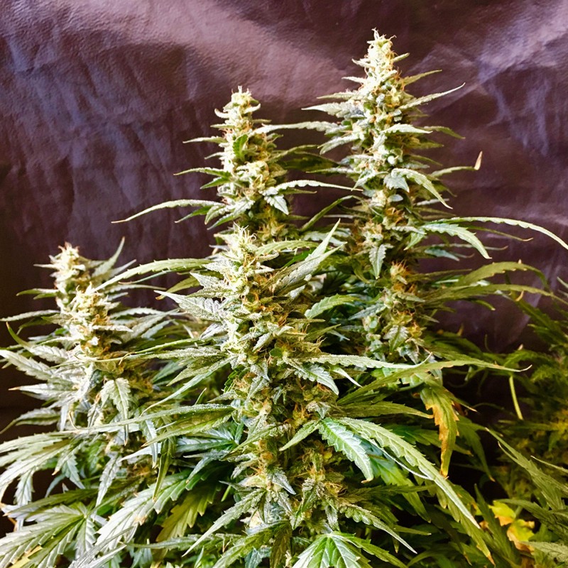 Auto Jack feminised Ganja Seeds - 2 насінини