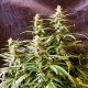 Auto Jack feminised Ganja Seeds - 2 насінини