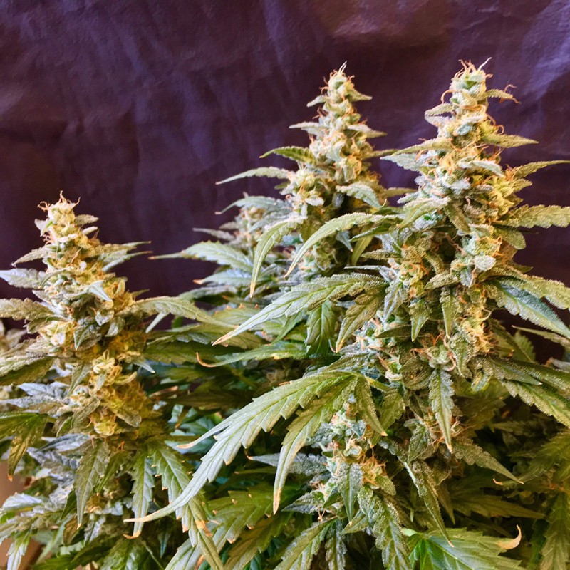 Auto Jack feminised Ganja Seeds - 2 насінини