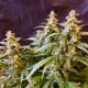 Auto Jack feminised Ganja Seeds - 2 насінини