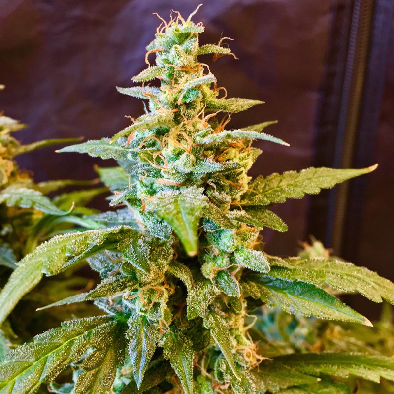 Auto Jack feminised Ganja Seeds - 2 насінини