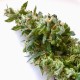 Auto Jack feminised Ganja Seeds - 2 насінини