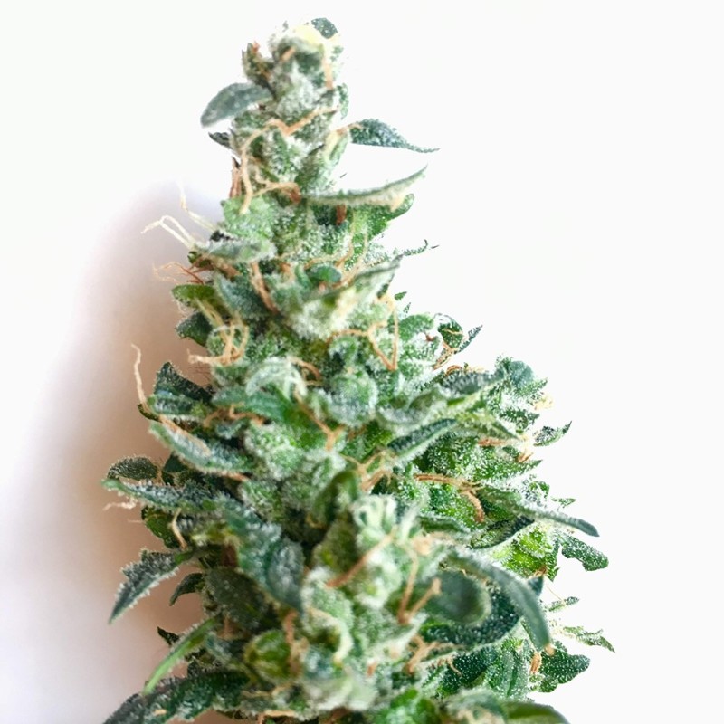Auto Jack feminised Ganja Seeds - 2 насінини